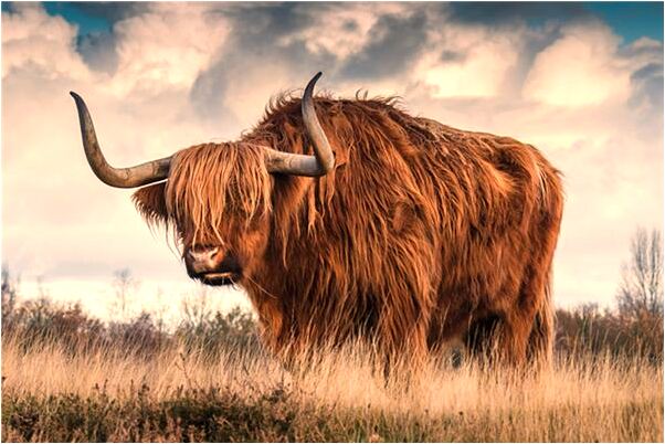 夢到奢侈消費有什麼含義_周公解夢官網