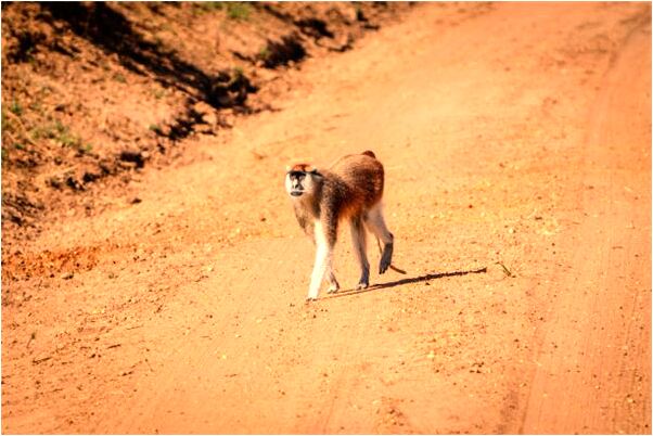 夢到男女做愛後男性吃屎是好的徵兆嗎_周公解夢官網