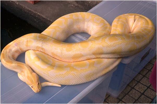 夢見已故爺爺給我戴龍形戒指有什麼寓意嗎_周公解夢官網