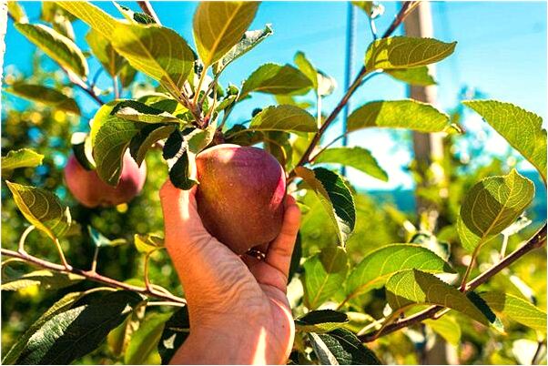 夢到了許多警察便衣圍捕我有何寓意_周公解夢官網