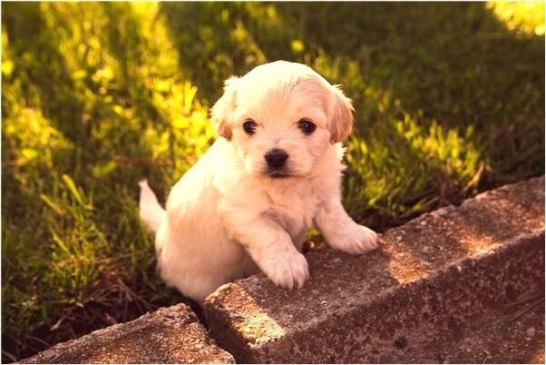 夢見穿綠色絲綢長袍是什麼預兆_周公解夢官網