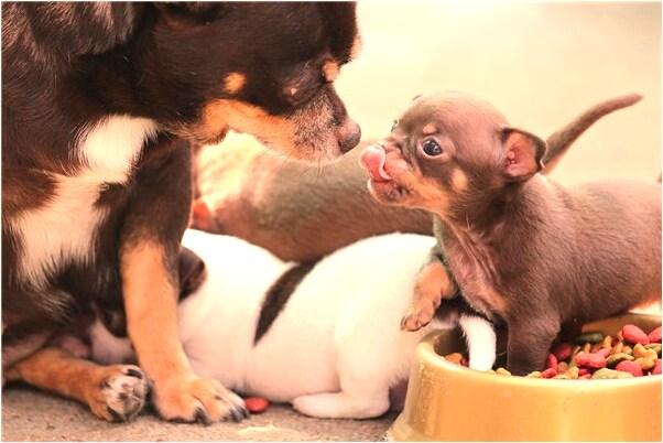 夢見自己的房子被盜了會有什麼預兆_周公解夢官網