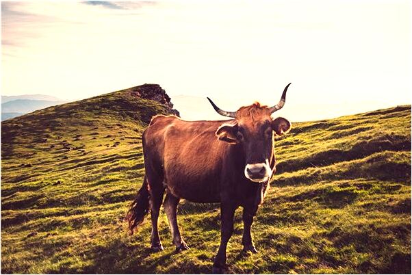 夢見打死穿山甲預示著什麼_周公解夢官網