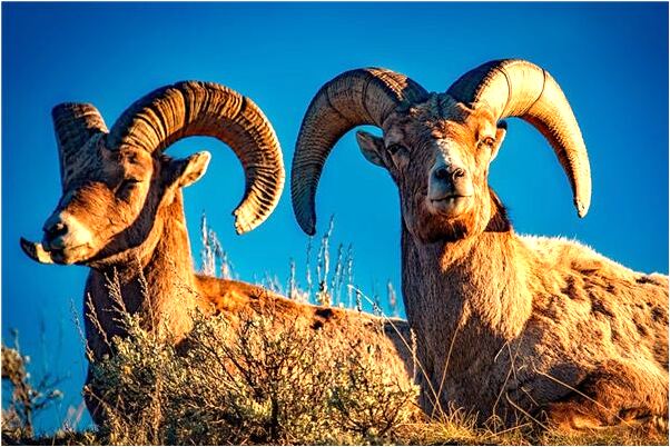 夢到了自己家來客人是凶兆還是吉兆_周公解夢官網