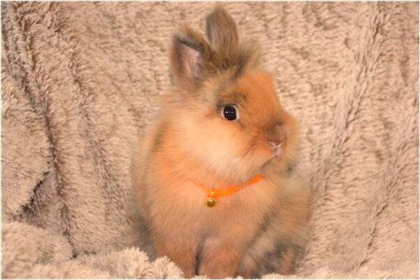 夢到好多蛇纏在我男朋友是什麼預兆？_周公解夢官網