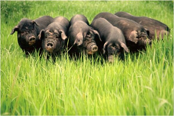 夢到抱著光屁股的女嬰代表著什麼？_周公解夢官網