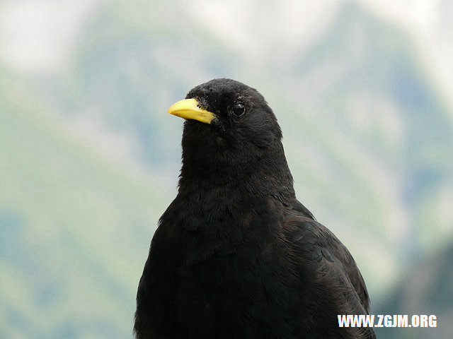 夢見買黃瓜_周公解夢夢到買黃瓜是什麼意思_做夢夢見買黃瓜好不好_周公解夢官網
