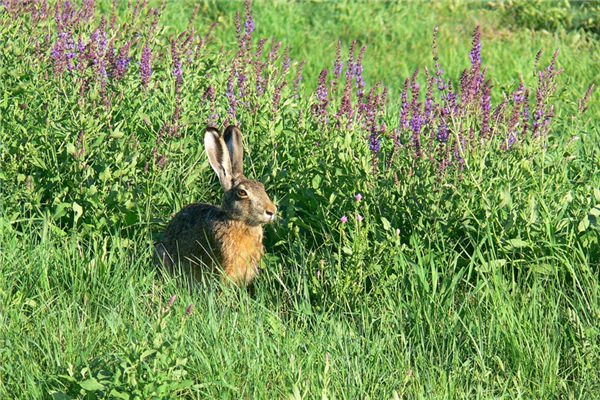 1975年是屬什麼生肖_十二生肖