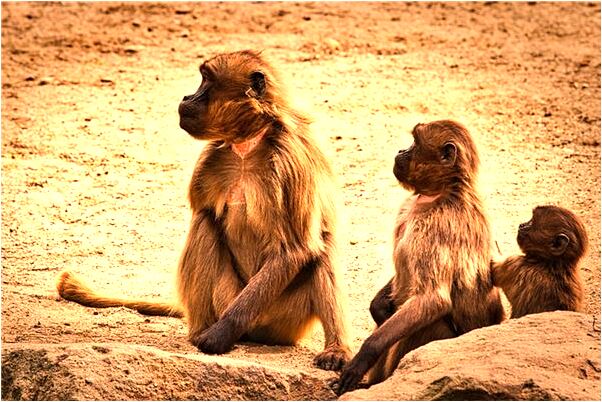 夢到了下牙要掉還沒掉代表著什麼_周公解夢官網