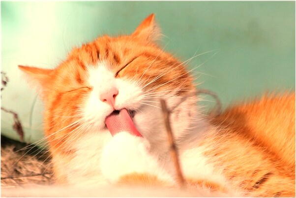 夢見開機車爆炸什麼預兆_周公解夢官網