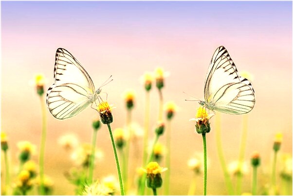 夢到樹林中有鳥窩是凶兆還是吉兆_周公解夢官網