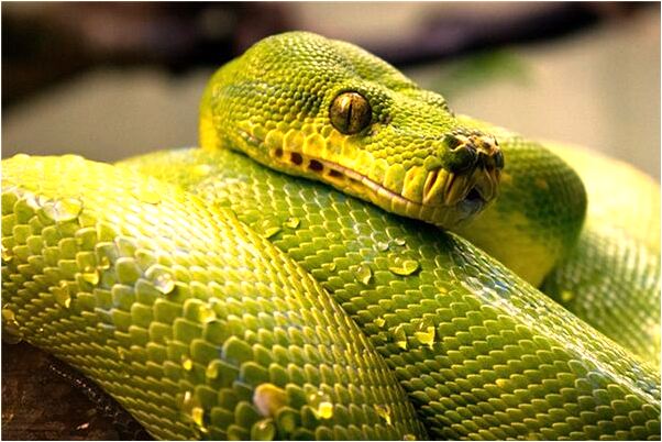 夢到了茅坑堆滿大便的預兆_周公解夢官網