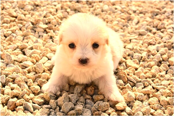 夢到了家裡的枕頭突然發現爛了有何寓意_周公解夢官網