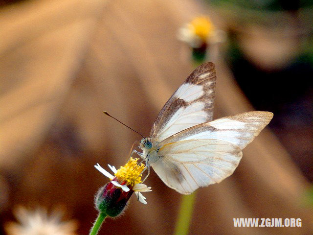 夢見修手機_周公解夢夢到修手機是什麼意思_做夢夢見修手機好不好_周公解夢官網