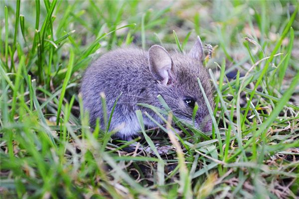 84年屬鼠有一災_十二生肖