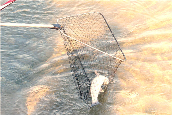 夢見父母家搬家怎么回事_周公解夢官網