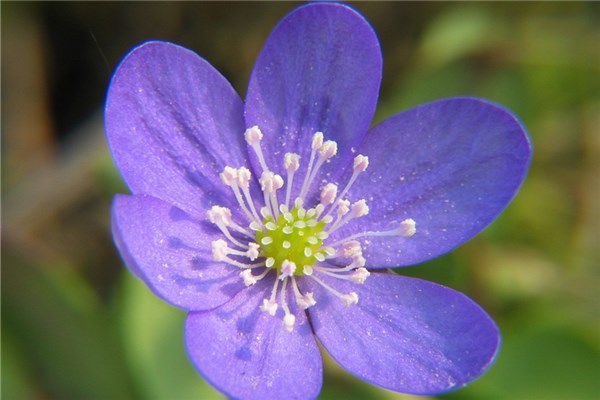 夢到了克蘇魯是什麼徵兆_周公解夢