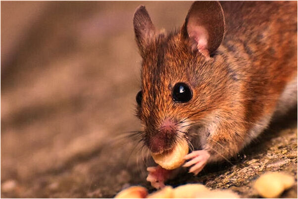 夢到了在世的父親去世是怎么回事_周公解夢官網