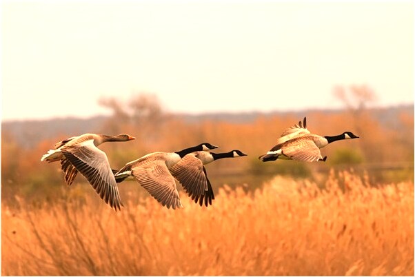 夢到開大巴車翻車了是啥預兆_周公解夢官網
