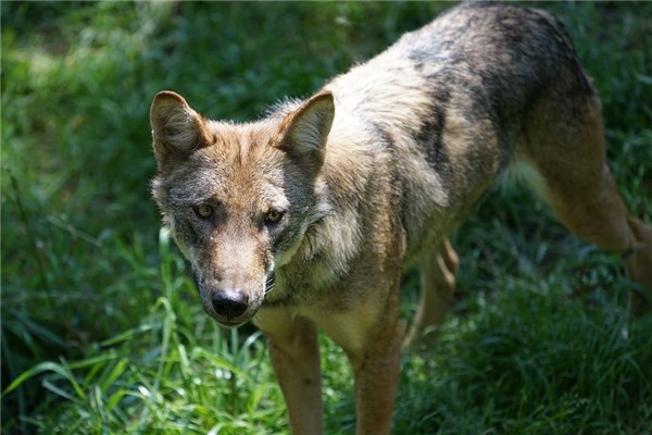 夢到了野狼代表著什麼_周公解夢