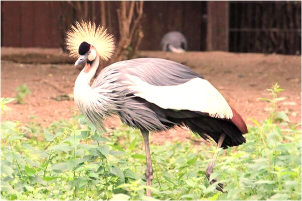 夢見雪蓋車有什麼徵兆_周公解夢官網