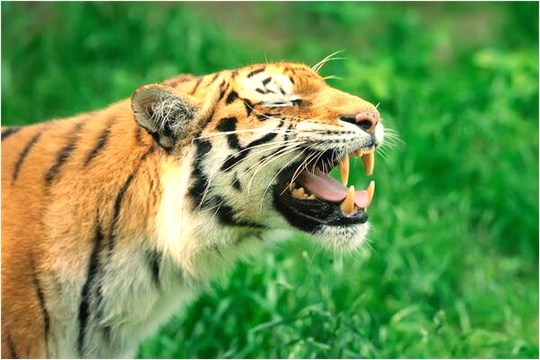 夢到了用鎖匙開別人的門是什麼啟示_周公解夢官網