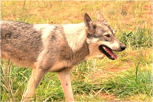 夢到了跟黎明戀愛了代表著什麼？_周公解夢官網