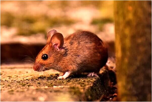 夢到了給流浪貓餵食是啥預兆_周公解夢官網