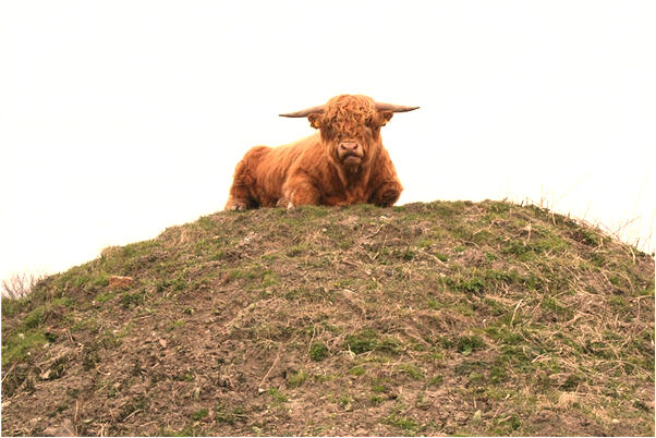夢到領導瘋癲代表什麼_周公解夢官網
