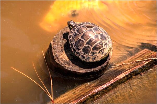 夢到了舊棺材是好是壞_周公解夢官網