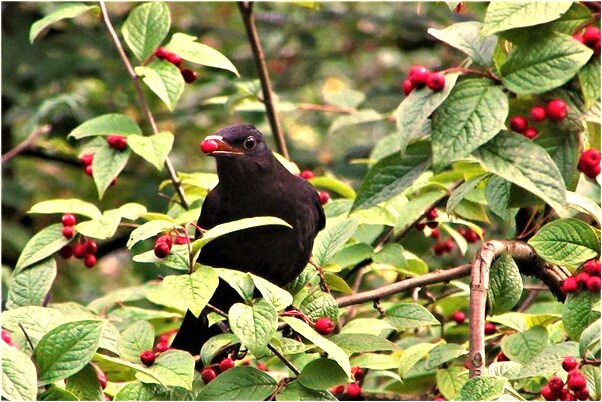 夢見戀人吻我疼了會是什麼預兆_周公解夢官網