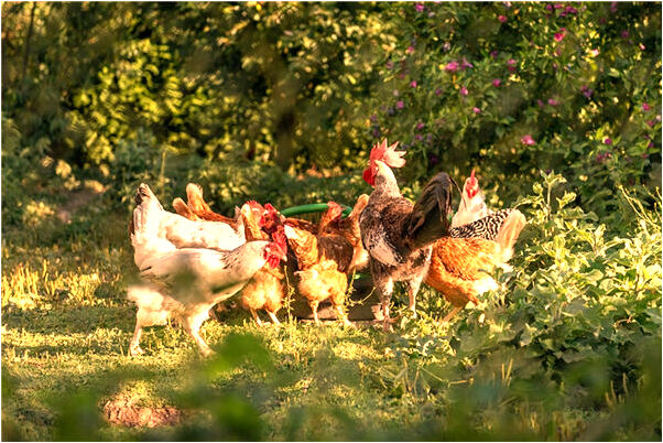 夢見鳳凰一飛沖天是好的徵兆嗎_周公解夢官網