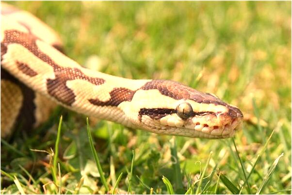 夢到了別人老婆跳海自殺有什麼預兆_周公解夢官網