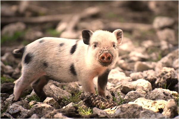 夢到懷孕和別人做愛意味著什麼_周公解夢官網