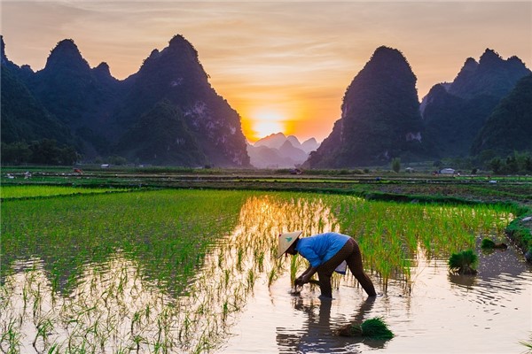 夢到了種禾苗有什麼意義嗎_周公解夢
