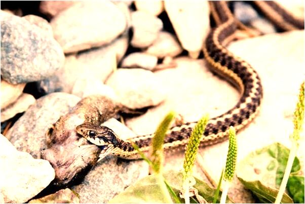 夢到與活佛結緣有什麼預兆_周公解夢官網