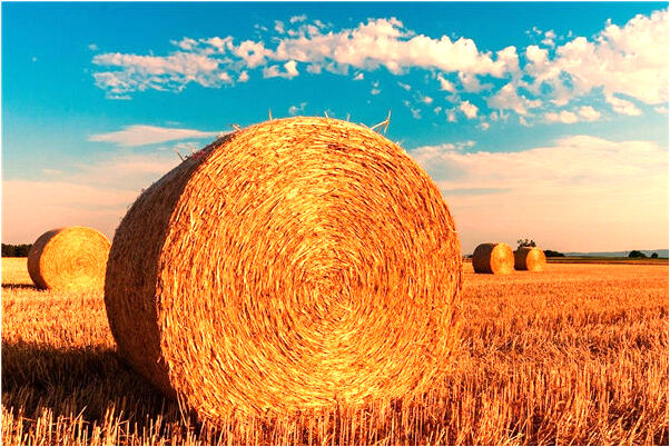 夢到了別人的小孩在自己床上代表著什麼？_周公解夢官網