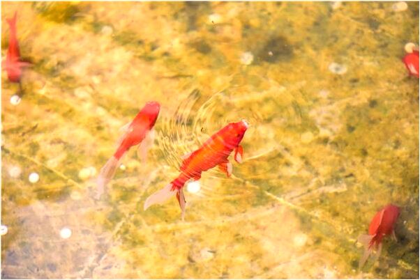 夢到了下雨收玉米芯有什麼意思嗎_周公解夢官網