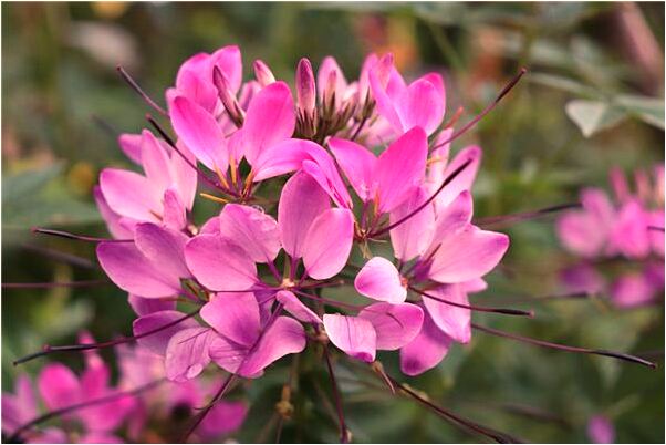 夢到買魚缸時跌倒會怎么樣_周公解夢官網