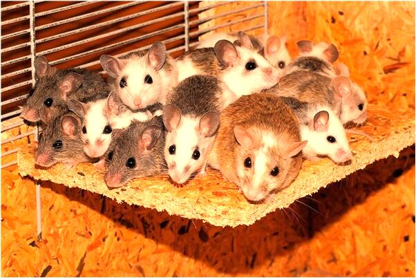 夢到馬產下小馬預示什麼_周公解夢官網