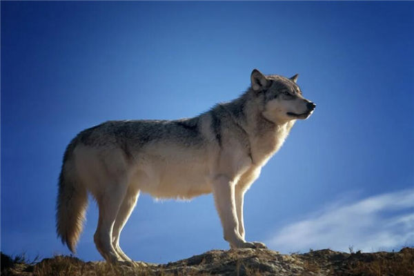 夢見狼是什麼意思_周公解夢