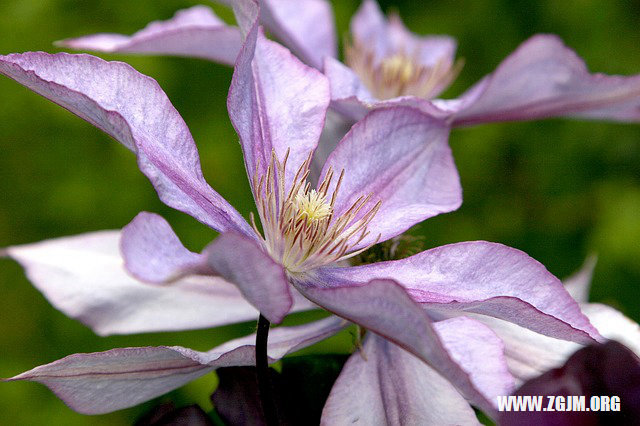 夢見好多花_周公解夢夢到好多花是什麼意思_做夢夢見好多花好不好_周公解夢官網