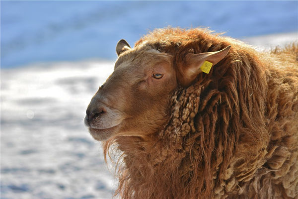 1967年4月屬羊的如何_十二生肖