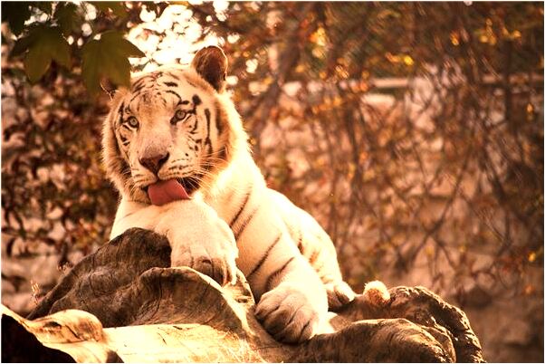 夢見小偷進家了什麼預兆_周公解夢官網