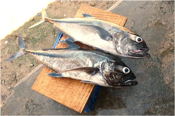 夢到了買一袋花生有什麼寓意嗎_周公解夢官網