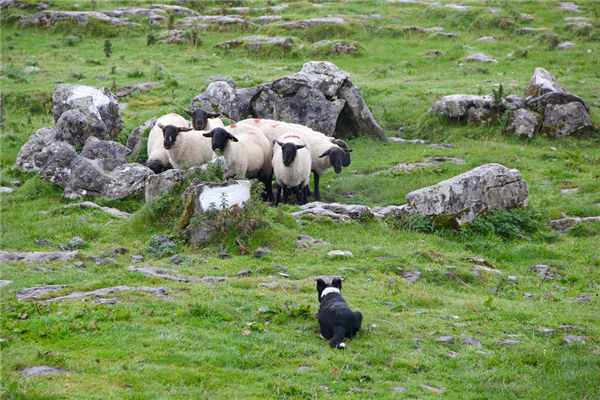 生肖羊2021年歲數表_十二生肖