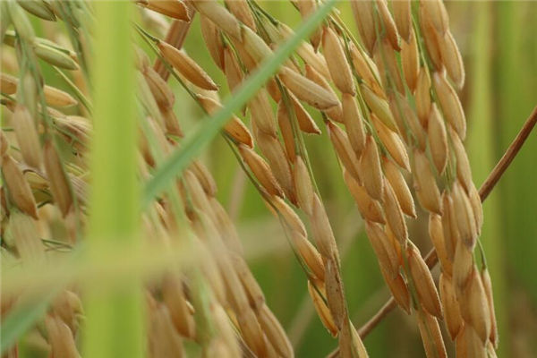 夢見曬穀子是什麼意思_周公解夢