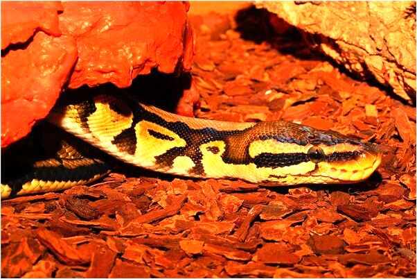 夢到與人爭男友預示什麼_周公解夢官網