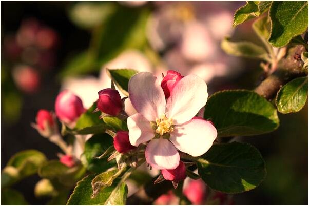 夢到老公跟別的女人一起開房間預示什麼_周公解夢官網