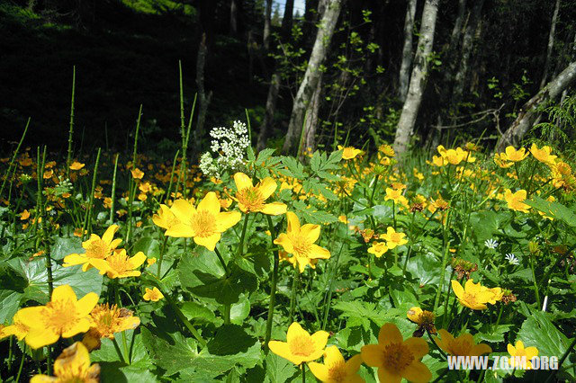 夢見吃蘿蔔_周公解夢夢到吃蘿蔔是什麼意思_做夢夢見吃蘿蔔好不好_周公解夢官網